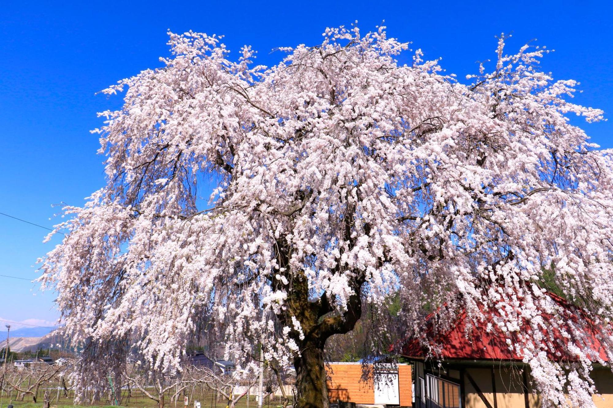 Fujiiso (Adults Only) Hotel Takayama  Exterior foto